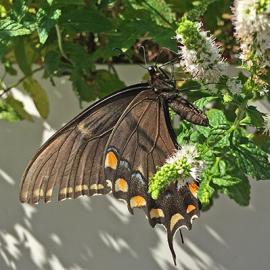 Biodiversity Questions in School Gardens
